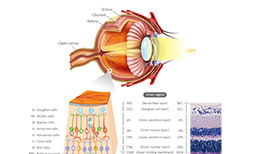 视觉和视网膜